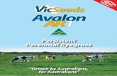 AUSTRALIAN GROWN Persistent Perennial Ryegrassvicseeds.com.au/edit/PDFs/AVALON AR1 brochure.pdf · Avalon AR1, the first Australian bred perennial ryegrass inoculated with the animal