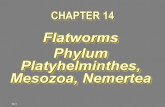 Flatworms Phylum Platyhelminthes, Mesozoa, Nemerteanorthmedfordscience.weebly.com/uploads/1/2/7/1/... · Class Trematoda Clonorchis: Human Liver Fluke ! Adults live in bile passageways