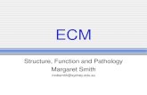 ECM - University of Sydneyweb.aeromech.usyd.edu.au/AMME5971/Course_Notes/ECM-2010-Smith.pdf · intervertebral disc ligament tendon skin . Components of ECM •Water ... AF cells have