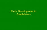 Early Development in Amphibians - amherst.eduI+11.pdfCleavage in Amphibians •Radial, holoblastic •Affected by yolk •First two through AV axis •Third “equatorial” •Blastula