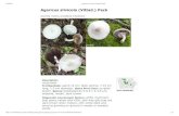 Agaricus silvicola (Vittad.) Peck - Ada Hayden silvicola (Vittad.) Peck.pdf · 3/6/2018 Agaricus silvicola (Vittad.) Peck  …