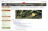 Species at Risk Public Registry · 8/30/2012  · Species at Risk Public Registry - Management Plan for the Yellow Rail (Coturnicops noveboracensis) in Canada [PROPOSED] – 2012