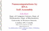 Nanocomputations by DNA Self-Assemblylila/Natural_Computing_Grad_Course_SA.pdfLila Kari, University of Western Ontario Conclusion (I) Mathematical model for DNA self-assembly – Wang
