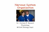 Nervous System Organization - Mt. San Antonio …...Organization of nervous system CNS PNS Sensory (afferent) Motor (efferent) somatic autonomic parasympathetic sympathetic Single