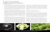 Nature’s Living Intelligence - The Cosmopolis Project · Nature’s Living Intelligence By David Fideler 5 Figure 1. Nature's forms integrate sameness and difference through the