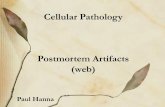 Postmortem Artifacts (web)people.upei.ca/hanna/ARTIFACTS/PM-artifacts-WEB.pdf · 2013-11-27 · Postmortem Artifacts (web) Paul Hanna • postmortem removal of organs of carcass by