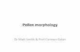 Pollenmorphology& morphology...Range&of&aperture&number,&posiRon&and&character& # Mono6# #(porate, colporate, coporoidate) Di #(porate, colporate, coporoidate) Tri #(porate, colporate,