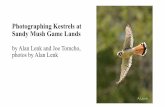 Photographing Kestrels at Sandy Mush Game Landsfiles.constantcontact.com/43a184df201/6ccbb87e-f0fc-4421...Photographing Kestrels at Sandy Mush Game Lands by Alan Lenk and Joe Tomcho,