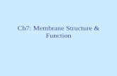 Membrane Structure & Functionsintichscience.weebly.com/uploads/2/2/4/7/22479874/9_ch7...Plasma Membrane Structure • Embedded proteins can be hydrophilic, with charged and polar side