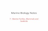 Marine Biology Notes - Sewell's Science Sitemsewell.weebly.com/uploads/7/0/4/5/70453749/7_-_turtles... · 2019-10-09 · Marine Biology Notes 7 - Marine Turtles, Mammals and Seabirds