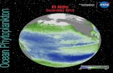 Ocean Phytoplankton, El Niño and La Niña · 2017-01-26 · El Niño and La Niña represent departures from the average, or neutral, conditions. With the onset of El Niño, a drop