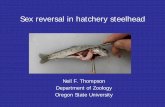 Sex reversal in hatchery steelhead - Oregon Department of Fish … · 2010-12-10 · Hood River steelhead • Spawned at Parkdale fish facility over approximately 3 months (April-June)