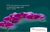 Phalaenopsis catalogue - DE PLANTIS · 2019-10-09 · catalogue 2019 / 2020. Introduction Anthura is the expert in breeding and propagation of Anthurium and Phalaenopsis. We are known