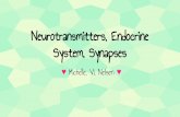 Neurotransmitters, Endocrine System, Synapses...endocrine system A common disease of the endocrine system is diabetes. This is due to the body’s inability to produce a sufficient