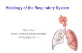 Histology of the Respiratory System - Zhejiang …m-learning.zju.edu.cn/G2S/eWebEditor/uploadfile/...Histology of the Respiratory System Zhihua Gao School of Medicine Zhejiang University