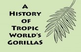 A History of Tropic World’s GorillaS...A History of Tropic World’s Gorillas 1980 January Samson arrives at Brookfield Zoo on breeding loan from Buffalo Zoo. April Alpha and her