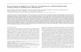 Functional Analysis of Three Arabidopsis …Functional Analysis of Three Arabidopsis ARGONAUTES Using Slicer-Defective MutantsW OA Alberto Carbonell,a Noah Fahlgren,a Hernan Garcia-Ruiz,a