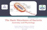 The Basic Structures of Bacterianur.uobasrah.edu.iq/images/pdffolder/Microbiology chapter 2.pdf · Peptidoglycan is not the outermost layer, but between the plasma membrane and the