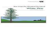 Tree Crops For Marginal Farmland White Pinefwf.ag.utk.edu/sites/spb/pine2/PB1462.pdf · Tree Crops for Marginal Farmland Many producers would like to increase farm income and decrease