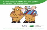 Clean Beef Cattle for slaughter A guide for producers · slaughter, there is a very real risk of the meat becoming contaminated ... necessary to house animals for a period before