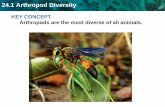 24.1 Arthropod Diversitymrmackrh.weebly.com/uploads/9/1/5/9/9159507/unit_7_d_-_arthropods.pdf24.1 Arthropod Diversity – body segmentation similar to annelids – molecular evidence