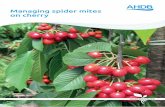 Managing spider mites on cherry - Microsoft · Severe spider mite damage in a tunnel-grown cherry crop Figure 4. Diapausing red adult female two-spotted spider mites It overwinters