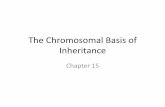 The$Chromosomal$Basis$of$ Inheritance$ - Weeblydavidson-biochs.weebly.com/.../2/0/9/1/20917122/2the_chromosomal_basis_of_inheritance.pdfMore(on(Chromosomes(• Mendelian$inheritance$has$its$physical$basis$in$