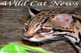 Vol. 2, Issue 2. Sept. 2006. Wild Cat News...The Andean cat is the least-known cat in the western hemisphere. Gato andino is also one of only four cats considered Endangered by the