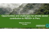 28 Enero2016 Opportunities and challenges for private ...redd.ffpri.affrc.go.jp/events/seminars/_img/_20171116/3_Milagros.pdf · ACAC/ProAsocio • Private partnership with coffee