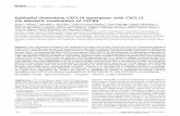 Epithelial chemokine CXCL14 synergizes with CXCL12 via …orca.cf.ac.uk/100333/1/FASEB J-2017-Collins-3084-97.pdf · 2017-09-08 · Epithelial chemokine CXCL14 synergizes with CXCL12