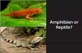 Amphibian or - Studyladder...Iguanas have four legs with long thin toes with sharp claws. Iguanas are very speedy and are agile climbers. Iguanas use their long tail for protection