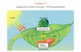 Chapter 7 Capturing Solar Energy: Photosynthesiswou.edu/~guralnl/gural/102Chapter 07 - Photosynthesis.pdf · Chapter 7: Photosynthesis Light Dependant Reactions: The Conversion of