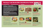 Buckeye Lady Beetle Blitz Identiﬁcation Guidekbsgk12project.kbs.msu.edu/.../Lady_beetle...Sheet.pdf · red spot. Rare Orange-spotted Very small and easy to miss on sticky cards!