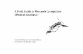 A Field Guide to Monarch Caterpillars (Danaus plexippus) · This guide will aid in recognizing eggs and distinguishing larval (caterpillar) instars of monarch butterflies (Danaus