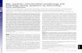 Bak regulates mitochondrial morphology and pathology ... · Bak regulates mitochondrial morphology and pathology during apoptosis by interacting with mitofusins Craig Brooks*, Qingqing