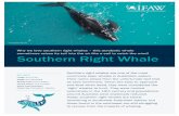 Wh we love southern right whales this acrobatic whale ... · Their enormous heads, sea creatures in their fine, bristle-like measuring up to a quarter of the total body length, are