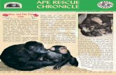 APE RESCUE CHRONICLE - Monkey World · Apes By Sonia Clayton, Marina Kenyon, Mark Schoonvliet, Richard Spracklen, and AimeeThomas Marmosets Trills, shrieks and the unmistakable special