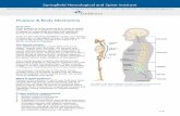 Posture & Body Mechanics...the spinal column (see Anatomy of the Spine). Two muscle groups maintain the spinal curves: flexors and extensors. The flexor muscles are in the front and