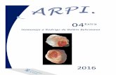 04Extra - CREAPcreap.fr/pdfs/Ruiz_et_al-Ermites-V-ARPI4-2016.pdfSeveral archers and red colors remains have been found. But their importance is overshadowed by the discovery of the