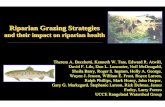 Riparian Grazing Strategies · 2007-02-12 · riparian areas. YIdentify grazing management and site characteristics associated with high and low “riparian health”. ZSynthesize
