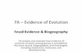 Fossil Evidence & Biogeography - Weeblydelucabio1415.weebly.com/uploads/1/0/5/2/10521721/7a...7A – Evidence of Evolution Fossil Evidence & Biogeography 7A analyze and evaluate how