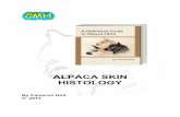 ALPACA SKIN HISTOLOGY - Cameron Holt ALPACA SKIN HISTOLOGY.pdf · 2018-10-29 · ALPACA SKIN HISTOLOGY IDENTIFICATION AND STRUCTURE FIBRE GROWTH SKIN LAYERS: Sheep's wool and Alpaca