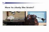 How to study the brain? - New York University · How to study the brain? If only mice could read… How to study language in the human brain? In the 1800’s: Study people who have