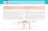 Clinical Biochemistry and Metabolic Medicine · Renal tubular function 37 renal pelvis. The modiﬁ ed ﬂ uid from the original ﬁ ltrate ﬂ ows from the collecting ducts into