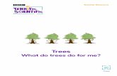 Trees - BBC · Most of these trees are found in tropical forests, but we also find them in our parks and playgrounds. This means there are around 400 trees for every human on Earth.
