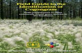 Field Guide to the Identification of Cogongrass · 2015-07-30 · Field Guide to the Identification of Cogongrass Keywords: While other species may look similar, cogongrass has a