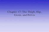 Chapter 21: The Thigh, Hip, Groin, and PelvisAnatomy of the Pelvis, Thigh, and Hip Bony Anatomy •Pelvic Girdle –Ilium •Iliac crest •Anterior superior iliac spine •Posterior