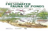 A Guide to Freshwater Fauna of Ponds in Singapore · A Guide to Freshwater Fauna of Ponds in Singapore ISBN 978-981-09-0113-4 . ... equipment and expertise, without which this guide