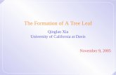 The Formation of A Tree Leaf - University of California, Davisqlxia/Research/leaftalk.pdf · The Formation of A Tree Leaf ... The beauty of tree leaves Observation: Tree leaves have