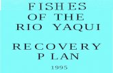 OF THE RIO YAQUI RECOVERY P LAN · This Recovery Plan deals with fourthreatened or endangered taxa, beautiful shiner (Cyprinellaformosa), Yaqui chub (Gila purpurea), Yaqui catfish